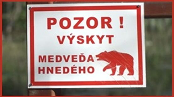 pozor_medved.jpg
